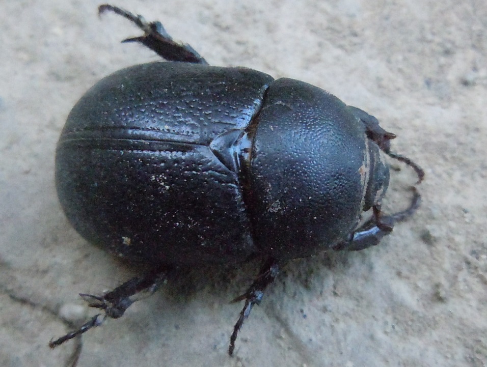 Pentodon bidens punctatus? S, Dynastidae